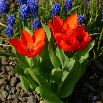 Tulipán vícekvětý Praestans Zwanenburg var. - Tulipa - cibule tulipánů - 3 ks