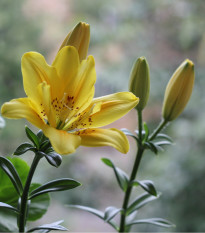 Lilie Fata Morgana - Lilium - cibule lilií - 1 ks