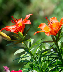 Lilie Linda - Lilium - cibule lilií - 1 ks