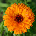 Měsíček lékařský Plamen Plus - Calendula officinalis - osivo měsíčku - 85 ks