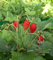 Jahodník lesní Tubby Red - Fragaria vesca - semena jahodníku - 15 ks