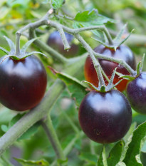 BIO Rajče Indigo Blue Berries - Solanum lycopersicum. - bio osivo rajčat - 7 ks