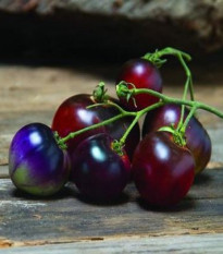 Rajče Indigo Blue Berries - Solanum lycopersicum - osivo rajčat - 7 ks