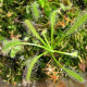 Rosnatka kapská nízká White flower - Drosera Capensis - osivo rosnatky - 15 ks