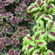 Africká kopřiva Wizard mix - Coleus blumei - osivo africké kopřivy - 30 ks