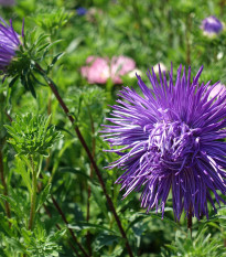 Astra čínská jehlicovitá fialová Denisa - Callistephus chinensis - osivo astry - 150 ks