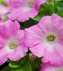 Petúnie převislá Rosy Velvet F1 - Petunia hybrida - osivo petúnie - 12 ks