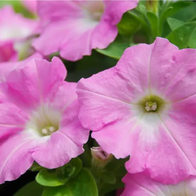 Petúnie převislá Rosy Velvet F1 - Petunia hybrida - osivo petúnie - 12 ks