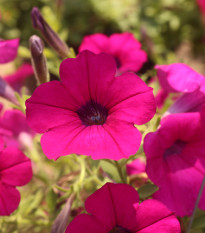 Petúnie převislá Purple Velvet F1 - Petunia hybrida - osivo petúnie - 12 ks