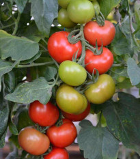 Rajče Crimson Crush PhR F1 - Solanum lycopersicum - osivo rajčat - 7 ks