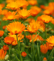 Měsíček lékařský Orange Daisy - Calendula officinalis - osivo měsíčku - 60 ks