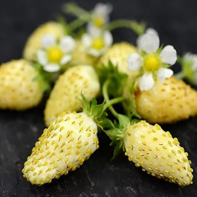 Jahodník měsíční Yellow Wonder - Fragaria vesca - prodej semen jahodníku - 0,1 g