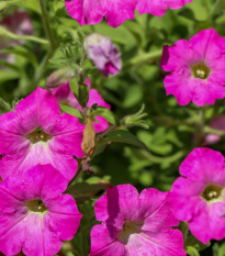 Petúnie mnohokvětá Rita F1 - Petunia hybrida - osivo petúnie - 30 ks