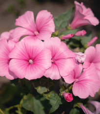 Petúnie mnohokvětá Claudia F1 - Petunia hybrida - osivo petúnie - 30 ks