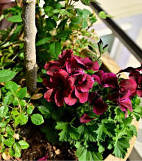 Muškát páskatý Black Velvet Violet F1 - Pelargonium zonale - osivo muškátu - 6 ks