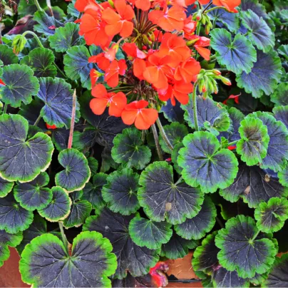 Muškát páskatý Nekita Scarlet F1 - Pelargonium zonale - osivo muškátu - 4 ks