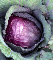 BIO Zelí červené Granat - Brassica Oleracea - bio osivo zelí - 40 ks