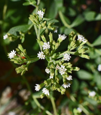 BIO Stévie sladká - Stevia rebaudiana - bio osivo stévie - 12 ks