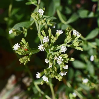 BIO Stévie sladká - Stevia rebaudiana - bio osivo stévie - 12 ks