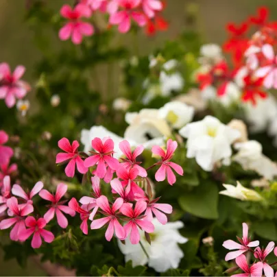 Muškát převislý Tornado F1 směs barev - Pelargonium peltatum - osivo muškátu - 4 ks