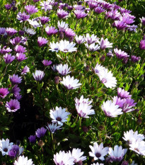 Paprskovka - Osteospermum eclonis asti mix - osivo paprskovky - 6 ks