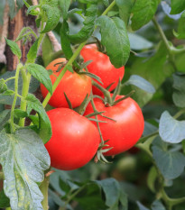 Rajče Karkulka - Solanum lycopersicum - osivo rajčat - 20 ks