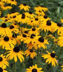 Třapatka okázalá Speciosa - Rudbeckia speciosa - prostokořenná sazenice třapatky - 1 ks