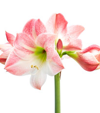 Hvězdník Apple Blossom - Hippeastrum - cibule hvězdníků - 1 ks