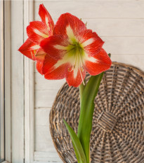 Hvězdník Minerva - Hippeastrum - cibule hvězdníků - 1 ks