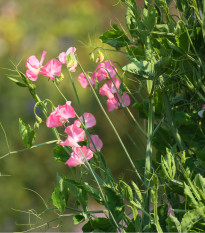 Hrachor vonný královský lososově růžový - Lathyrus odoratus - osivo hrachoru - 20 ks