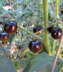 Rajče Black Opal - Solanum lycopersicum - osivo rajčat - 7 ks