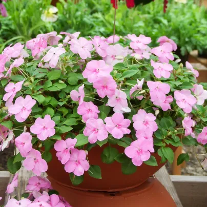 Netýkavka Accent růžová F1 - Impatiens walleriana - osivo netýkavky - 15 ks