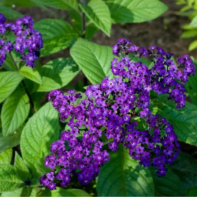 Otočník stromovitý Marine - Heliotropium arborescens - osivo otočníku - 40 ks