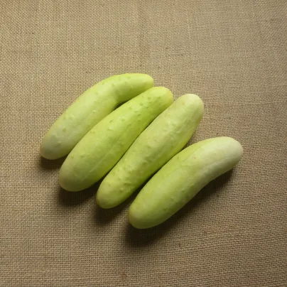 Okurka salátová Martini F1 - Cucumis sativus - osivo okurky - 10 ks