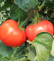 Rajče Tornado F1 - Solanum lycopersicum - osivo rajčat - 20 ks