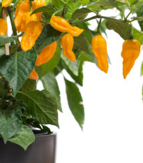 Chilli Habanero Lemon - Capsicum chinense - osivo chilli - 10 ks