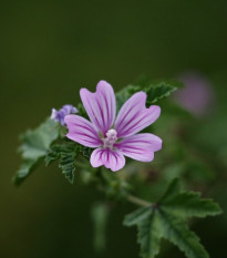 Sléz lesní - Malva sylvestris - osivo slézu - 10 ks