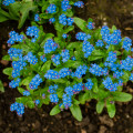 Pomněnka lesní Compindi - Myosotis sylvatica - osivo pomněnky - 100 ks