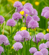 Pažitka pobřežní Staro - Allium schoenoprasum - osivo pažitky - 40 ks