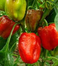 Paprika Bendigo F1 - Capsicum annuum - osivo papriky - 5 ks