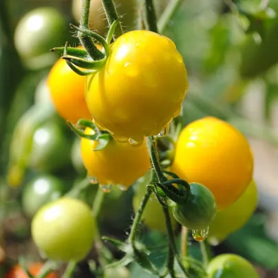 Rajče Goldkrone - Solanum lycopersicum - osivo rajčat - 10 ks