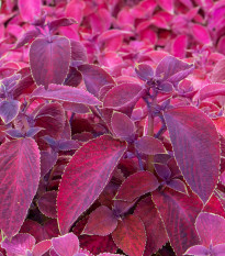 Africká kopřiva Wizard Velvet Red - Coleus blumei - osivo africké kopřivy - 30 ks