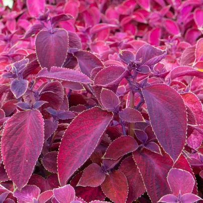 Africká kopřiva Wizard Velvet Red - Coleus blumei - osivo africké kopřivy - 30 ks