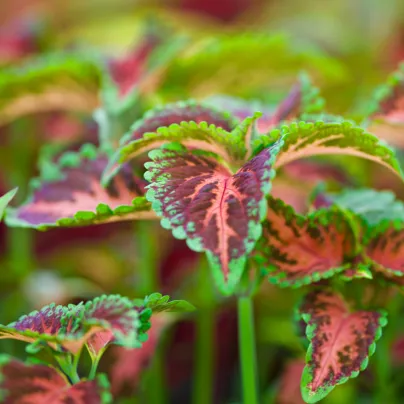 Africká kopřiva Wizard Coral Sunrise - Coleus blumei - osivo africké kopřivy - 30 ks