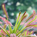 Rosnatka kapská - Drosera Capensis - osivo rosnatky - 15 ks