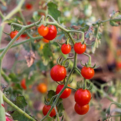 Rajče divoké rybízové Sweet Pea - Solanum pimpinellifolium - osivo rajčat - 6 ks