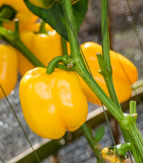 Paprika žlutá Baby bell - Capsicum annuum - osivo papriky - 8 ks