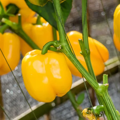 Paprika žlutá Baby bell - Capsicum annuum - osivo papriky - 8 ks