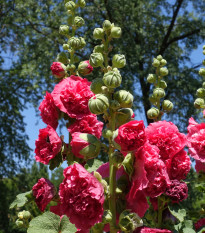 Topolovka Chaters Scarlet - Alcea rosea - osivo topolovky - 8 ks