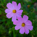 Krásenka Sonata Pink - Cosmos bipinnatus - osivo krásenky - 15 ks